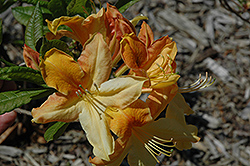 Golden Flare Azalea (Rhododendron 'Golden Flare') at Lakeshore Garden Centres