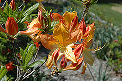 Arneson Gem Azalea (Rhododendron 'Arneson Gem') at A Very Successful Garden Center