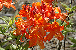 Hiawatha Azalea (Rhododendron 'Hiawatha') at A Very Successful Garden Center