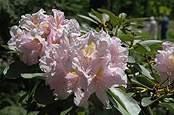 Chesterland Rhododendron (Rhododendron 'Chesterland') at A Very Successful Garden Center