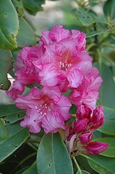 Normandy Rhododendron (Rhododendron 'Normandy') at A Very Successful Garden Center