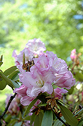 Ceylon Rhododendron (Rhododendron 'Ceylon') at A Very Successful Garden Center