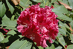 Trude Webster Rhododendron (Rhododendron 'Trude Webster') at A Very Successful Garden Center