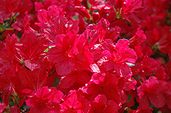 Hino Red Azalea (Rhododendron 'Hino Red') at A Very Successful Garden Center