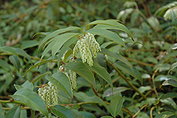 Trivar Fetterbush (Leucothoe fontanesiana 'Trivar') at A Very Successful Garden Center