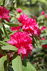 Sham's Ruby Rhododendron (Rhododendron 'Sham's Ruby') at Lakeshore Garden Centres