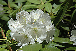 Beaufort Rhododendron (Rhododendron 'Beaufort') at A Very Successful Garden Center