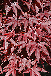 Dragon Tears Japanese Maple (Acer palmatum 'JN4') at Lakeshore Garden Centres