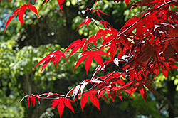 Emperor I Japanese Maple (Acer palmatum 'Wolff') at Lakeshore Garden Centres