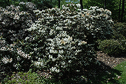 Finlandia Rhododendron (Rhododendron 'Finlandia') at A Very Successful Garden Center