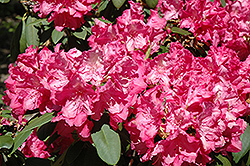 Hawaii Rhododendron (Rhododendron 'Hawaii') at A Very Successful Garden Center