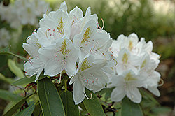 Joe Paterno Rhododendron (Rhododendron 'Joe Paterno') at A Very Successful Garden Center