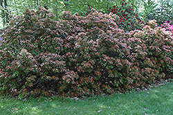 Scarlet O'Hara Japanese Pieris (Pieris japonica 'Scarlet O'Hara') at A Very Successful Garden Center
