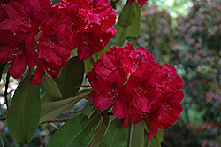 Francesca Rhododendron (Rhododendron 'Francesca') at A Very Successful Garden Center