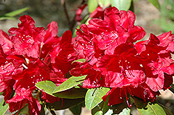 Ravenna Rhododendron (Rhododendron 'Ravenna') at Stonegate Gardens