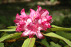 Madame Wagner Rhododendron (Rhododendron 'Madame Wagner') at A Very Successful Garden Center
