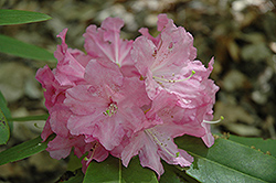 Pink Flourish Rhododendron (Rhododendron 'Pink Flourish') at Stonegate Gardens