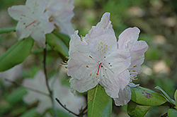 Hindsight Rhododendron (Rhododendron 'Hindsight') at Stonegate Gardens