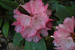 Hachmann's Belona Rhododendron (Rhododendron 'Hachmann's Belona') at Lakeshore Garden Centres