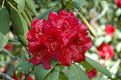 Henry's Red Rhododendron (Rhododendron 'Henry's Red') at Stonegate Gardens