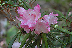Makinoi Rhododendron (Rhododendron makinoi) at A Very Successful Garden Center