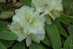Big Deal Rhododendron (Rhododendron 'Big Deal') at A Very Successful Garden Center