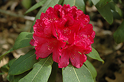 The General Rhododendron (Rhododendron catawbiense 'The General') at Stonegate Gardens