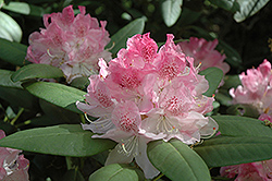 Pink Flair Rhododendron (Rhododendron 'Pink Flair') at A Very Successful Garden Center