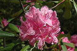Pinnacle Rhododendron (Rhododendron 'Pinnacle') at A Very Successful Garden Center