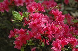 Dave's Pink Rhododendron (Rhododendron 'Dave's Pink') at Stonegate Gardens