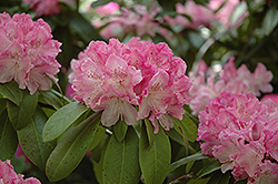 Holden Rhododendron (Rhododendron 'Holden') at Stonegate Gardens