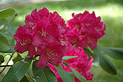 Spring Parade Rhododendron (Rhododendron 'Spring Parade') at Lakeshore Garden Centres