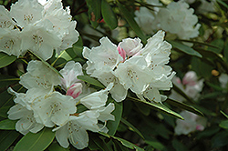 Anna H. Hall Rhododendron (Rhododendron 'Anna H. Hall') at A Very Successful Garden Center