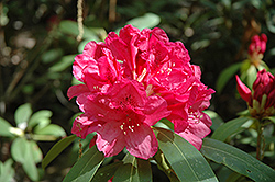 Romeo Rhododendron (Rhododendron 'Romeo') at A Very Successful Garden Center