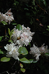 Wyanoke Rhododendron (Rhododendron 'Wyanoke') at A Very Successful Garden Center
