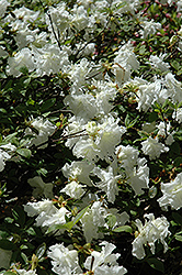 Helen Curtis Azalea (Rhododendron 'Helen Curtis') at A Very Successful Garden Center