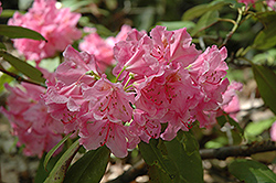 Sham's Candy Rhododendron (Rhododendron 'Sham's Candy') at A Very Successful Garden Center