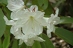 Lushan Rhododendron (Rhododendron fortunei 'Lushan') at A Very Successful Garden Center