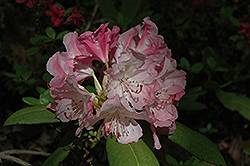 Prize Azalea (Rhododendron 'Prize') at Stonegate Gardens