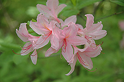 Jane Abbott Azalea (Rhododendron 'Jane Abbott') at Stonegate Gardens