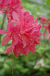 Frank Abbott Rhododendron (Rhododendron 'Frank Abbott') at A Very Successful Garden Center