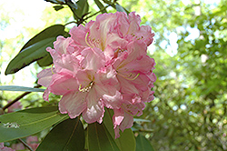 Katherine Slater Rhododendron (Rhododendron 'Katherine Slater') at A Very Successful Garden Center