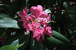 Parker's Pink Rhododendron (Rhododendron 'Parker's Pink') at A Very Successful Garden Center