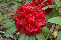 Sandy Petruso Rhododendron (Rhododendron 'Sandy Petruso') at Stonegate Gardens