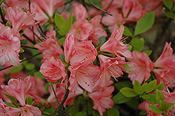 Glory Azalea (Rhododendron 'Glory') at A Very Successful Garden Center