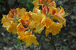 George Reynolds Azalea (Rhododendron 'George Reynolds') at A Very Successful Garden Center
