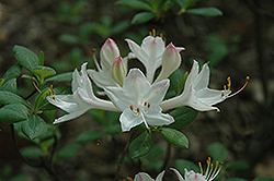 Fragrant Star Azalea (Rhododendron 'Fragrant Star') at Stonegate Gardens