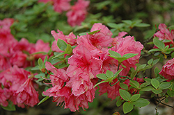 Hino Pink Azalea (Rhododendron 'Hino Pink') at Stonegate Gardens