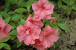 Gloskey Pink Azalea (Rhododendron 'Gloskey Pink') at A Very Successful Garden Center