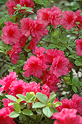 Pink Dawn Azalea (Rhododendron 'Pink Dawn') at A Very Successful Garden Center